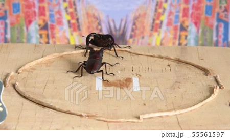 動画素材: ノコギリクワガタの相撲　土俵　大相撲　昆虫　虫　生物　夏休み