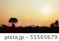 Silhouetted tree against a yellow sky in Africa 55565679