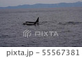Shiretoko Orca Throw 17 55567381