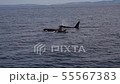 Shiretoko Orca Throw 19 55567383