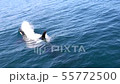 Shiretoko killer whale 20 55772500