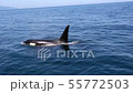 Shiretoko killer whale 21 55772503