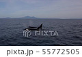 Shiretoko killer whale 22 55772505