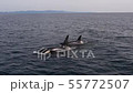 Shiretoko killer whale 23 55772507