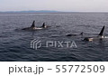 Shiretoko killer whale 24 55772509
