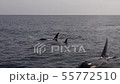 Shiretoko killer whale 25 55772510