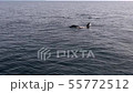 Shiretoko killer whale 26 55772512