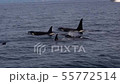 Shiretoko killer whale 27 55772514
