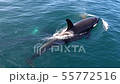 Shiretoko killer whale 28 55772516