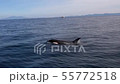 Shiretoko killer whale 29 55772518