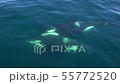 Shiretoko killer whale 30 55772520