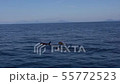 Shiretoko killer whale 31 55772523