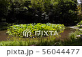 万葉の森　ハス池 56044477