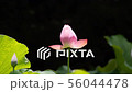 万葉の森　ハス 56044478