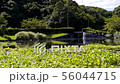 万葉の森　ホテイアオイの池 56044715
