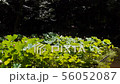 万葉の森　ハス池 56052087