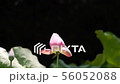 万葉の森　ハス 56052088