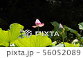 万葉の森　ハス 56052089