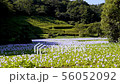 万葉の森　ホテイアオイ 56052092