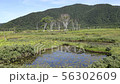 Ozegahara_Shirakaba and Pond_Blue Sky_August_4K 56302609