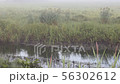 Ozegahara _ Ducks swimming in the morning fog and river _August_4K 56302612