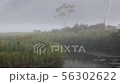Ozegahara_Ducklings swimming in the morning mist and river_August_4K 56302622