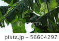 Banana leaf is tear, Tropical plant leaf on summer 56604297