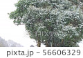 雪降り 56606329