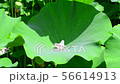 Lotus petals dancing in water drops 56614913
