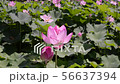 Lotus flowers swaying in the wind 56637394