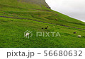 Sheep in grass grazing field with beautiful landscape. Cloudy sky and strong wind. Faroe Islands. 56680632