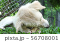 Dog lying on the grass and gnaw a bone. 56708001