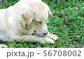 Dog lying on the grass and gnaw a bone. 56708002