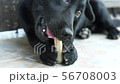 black dog lying on a floor and gnaw a bone. 56708003