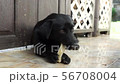 black dog lying on a floor and gnaw a bone. 56708004