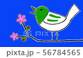 Green nightingale and Chinese plum flower 56784565