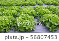 Vegetable garden ,with plastic film protected soil 56807453