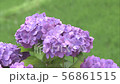兵庫縣上川町的繡球花 56861515