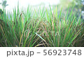 Green grass, rice close up in dew 56923748