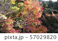 紅葉を下から上に 57029820
