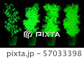 Cannabis Plants in Abstract Lights 3D Animation 57033398