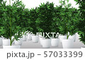 Cannabis Plants 3D Animation 2 57033399