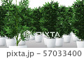 Cannabis Plants 3D Animation 1 57033400