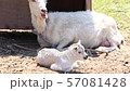 The birth of a child goat 57081428