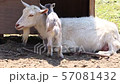 Child goat birth Lovely parent-child bond 2 57081432