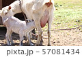 The birth of a child goat 3 57081434