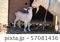 The birth of a child goat 4 57081436