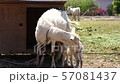 Child goat birth, dear parent-child bond 5 57081437