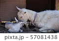 The birth of a child goat 6 57081438