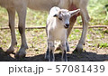 The birth of a child goat 7 57081439